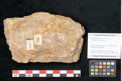 Foto (Objekt + Etikett) von Callipteris affinis Goeppert (NHMW-GEO-2024-0188-10908)